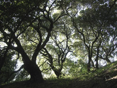 Click to see ForestGreenOaksL