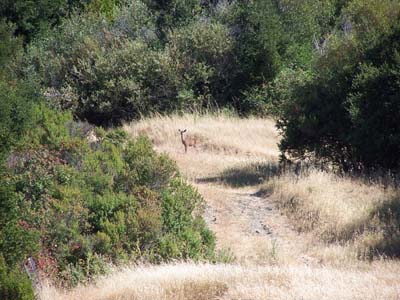 Click to see Local Resident